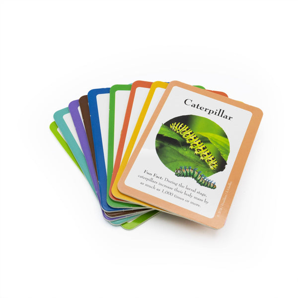 The Gruffalo Bug Spotter Activity Set